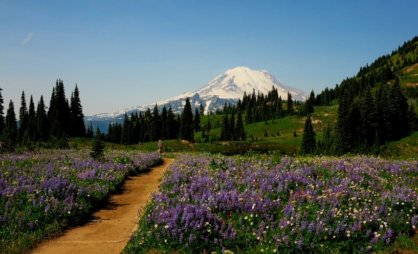 Een wandelaar loopt over een zandpad door een weide vol paarse wildbloemen met de besneeuwde top van Mount Rainier op de achtergrond