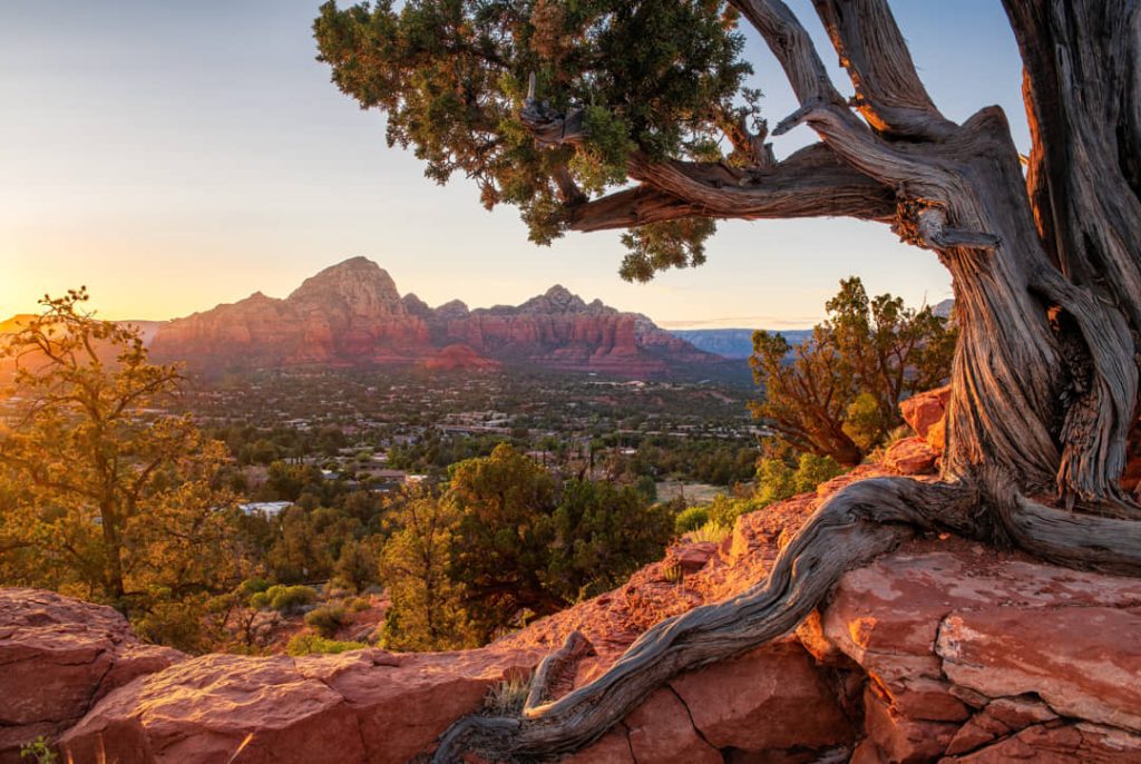 Kronkelende verweerde jeneverbes op een rotsrichel met uitzicht op het dorp Sedona en rode bergpieken bij zonsopgang