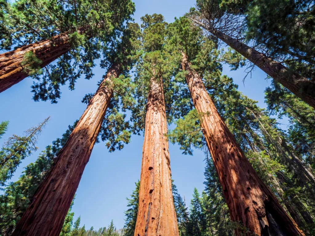 Meerdere torenhoge sequoiabomen met roodbruine stammen gefotografeerd van onderaf tegen een strakblauwe lucht