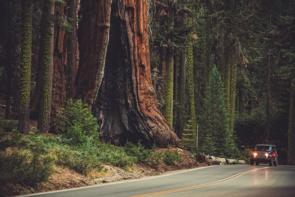 Een auto met koplampen aan rijdt over een bosweg langs een reusachtige sequoiaboom in Sequoia National Park