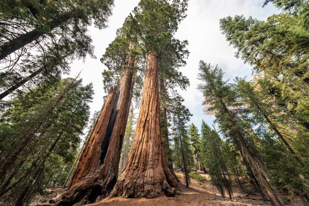 Twee kolossale mammoetbomen met dikke roodbruine stammen rijzen op tussen groene dennen in Sequoia National Park in Californië