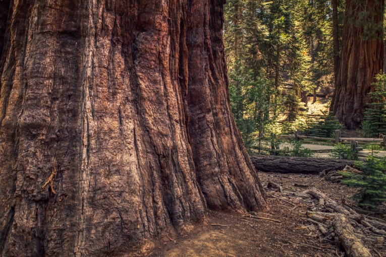 Dikke roodbruine stam van een sequoiaboom met diepe groeven, omringd door groene naaldbomen op de achtergrond