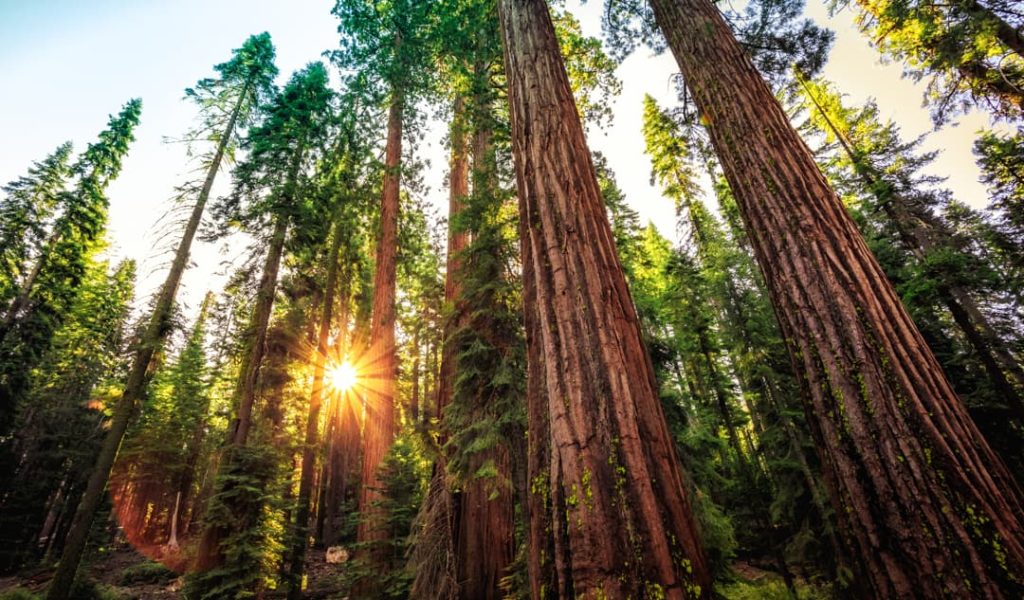 Zonnestralen breken door de takken van torenhoge sequoiabomen in een dicht naaldbos