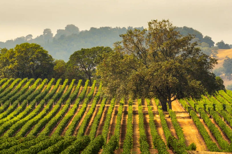 Luchtfoto van glooiende rijen groene druivenstokken met eikenbomen ertussen en heuvels op de achtergrond in Sonoma, Californië