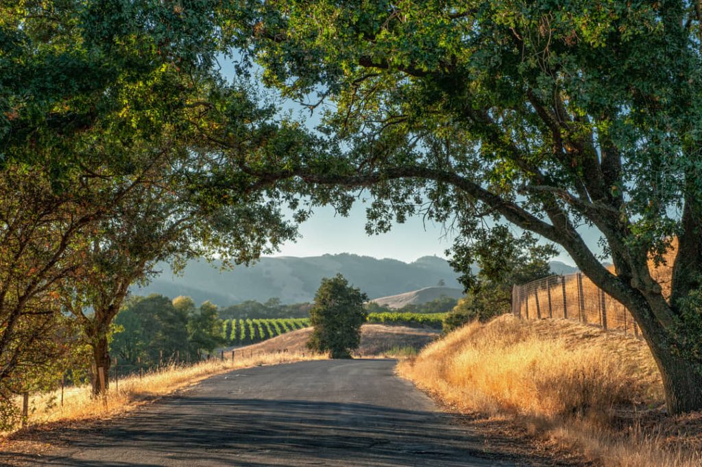 Onverharde weg loopt onder een boog van eikentakken door naar glooiende heuvels met wijngaarden in Sonoma, Californië