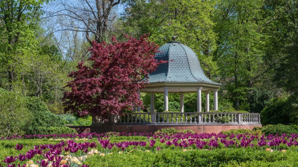 Sierlijk stenen prieel met koepeldak, omgeven door een rode bloesemboom en bedden vol paarse en witte tulpen in een botanische tuin