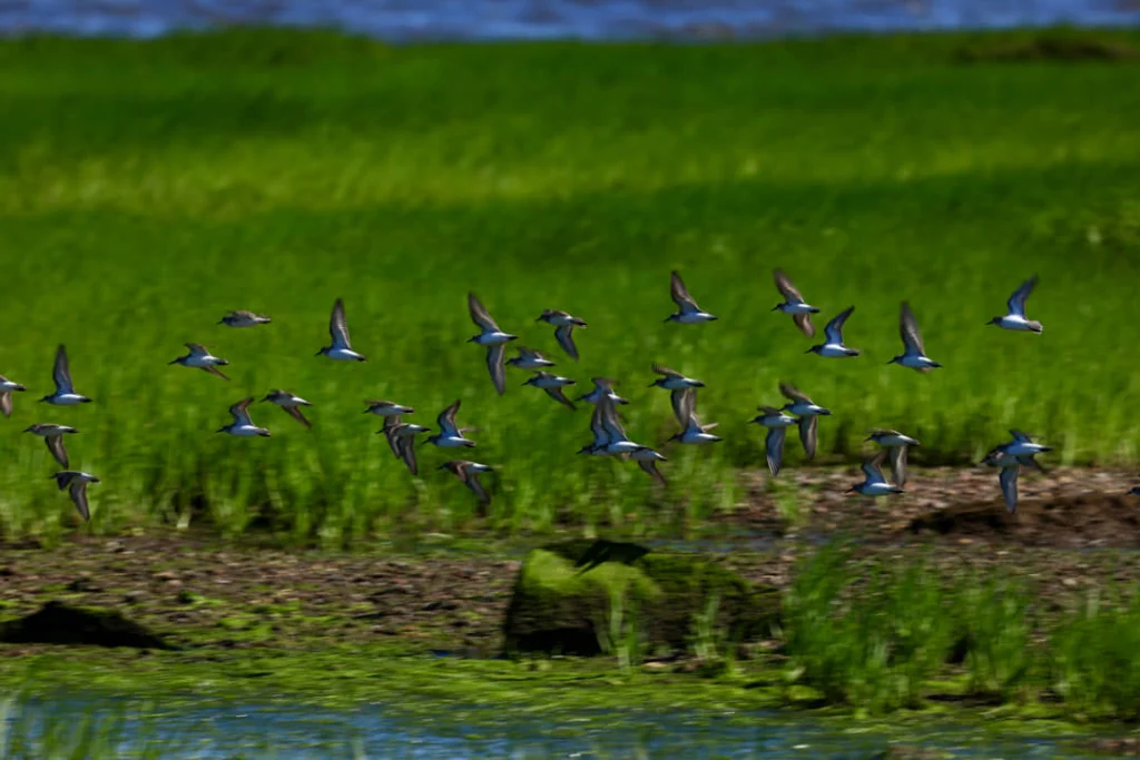 Grote groep vogels vliegt laag over een fris groen moerasgebied met water op Staten Island