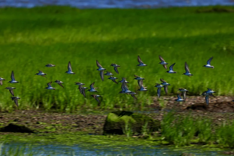 Grote groep vogels vliegt laag over een fris groen moerasgebied met water op Staten Island