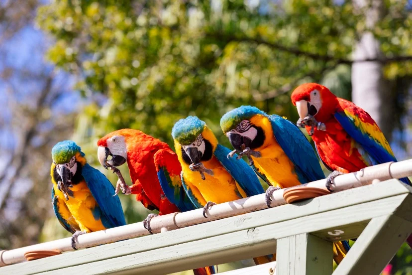 Vijf kleurrijke ara papegaaien zitten naast elkaar op een houten stok in Tampa met groen op de achtergrond
