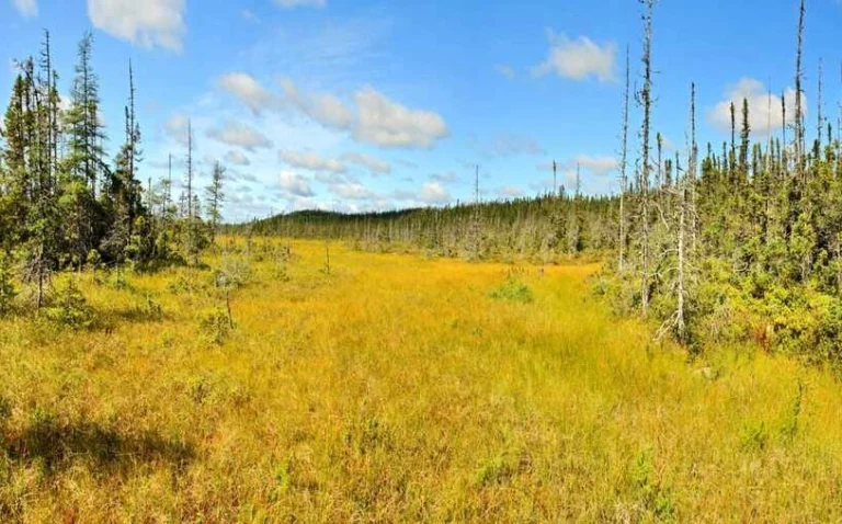 Goudkleurig veengebied met verspreide naaldbomen en dode boomstammen onder een blauwe lucht met wolken in Terra Nova National Park, Newfoundland