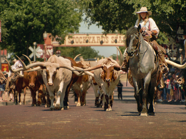 Een cowboy te paard begeleidt een kudde Texas longhorns over een straat bij de Stockyards in Texas