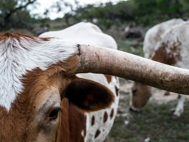Close-up van een bruin-witte longhorn koe met lange gebogen hoorns op een grasveld in Texas