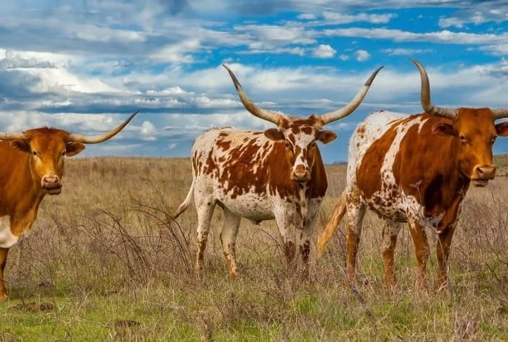 Drie Texas longhorn runderen met lange gebogen hoorns staan in een grasveld onder een bewolkte blauwe lucht