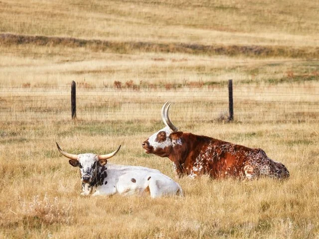 Twee longhorn runderen met lange horens liggen rustig in droog goudkleurig gras op een boerderij in Texas
