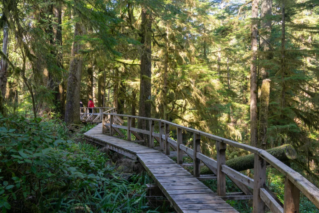 Een smal houten vlonderpad met leuning kronkelt door een dicht regenwoud vol hoge bomen bij Tofino, terwijl twee wandelaars in de verte lopen