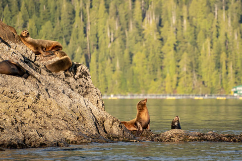 Een groep zeeleeuwen rust op ruige rotsen aan het water, met dicht bos op de achtergrond bij Tofino
