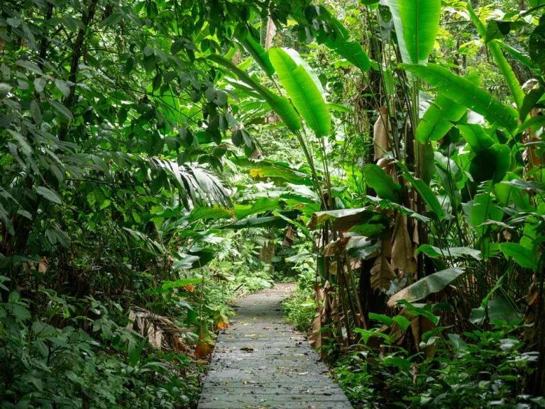 Smal houten wandelpad loopt door weelderig groen regenwoud met grote bananenbladeren in Tortuguero National Park