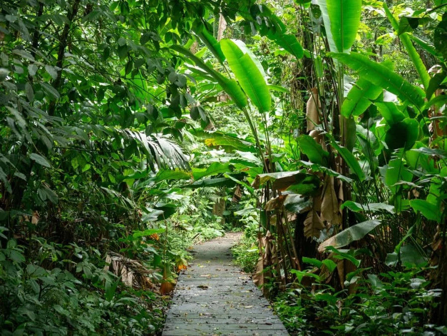Een smal betonnen wandelpad loopt tussen hoge bananenplanten en dicht groen regenwoud bij Tortuguero