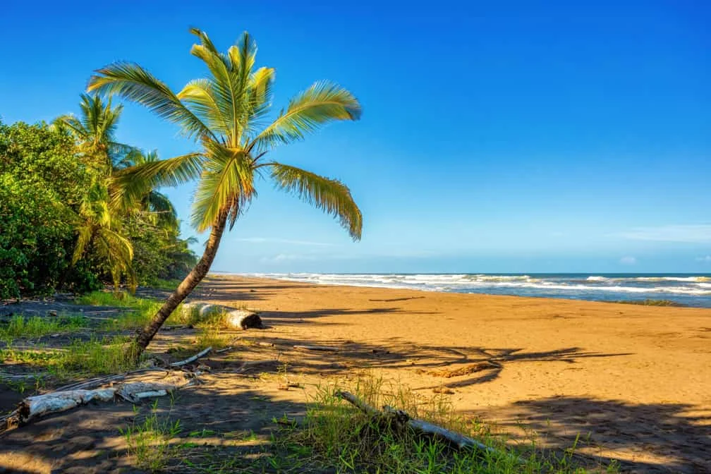 Overhangende palmboom en drijfhout op een breed zandstrand met golven, aan de kust van Tortuguero in Costa Rica