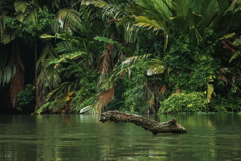 Een omgevallen boomstam ligt in het kalme rivierwater van Tortuguero, omringd door weelderig groene jungle