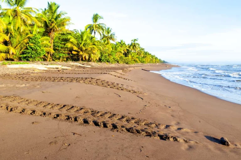 Kronkelende sporen van een zeeschildpad lopen over het bruine zand van het strand bij Tortuguero, omzoomd door palmbomen en aanspoelende golven