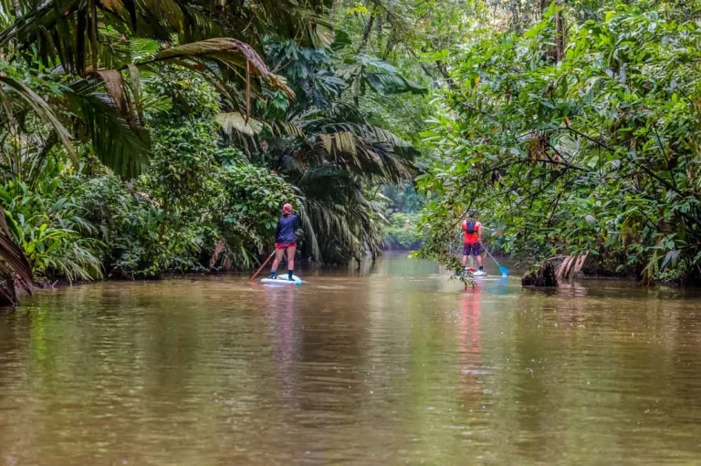 Twee personen suppen over een rustige bruine rivier omringd door dicht tropisch regenwoud in Tortuguero