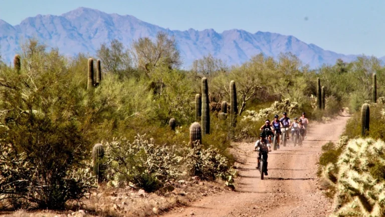 Groep mountainbikers rijdt over een zanderig pad tussen saguaro cactussen met een bergketen op de achtergrond bij Tucson
