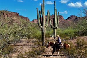 Ruiter te paard leidt zijn paard langs hoge saguaro cactussen met bergen op de achtergrond bij een ranch nabij Tucson