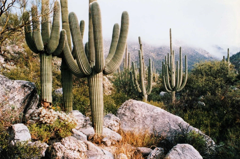 Hoge saguaro cactussen groeien tussen grijze rotsblokken met een beboste bergketen op de achtergrond bij Tucson