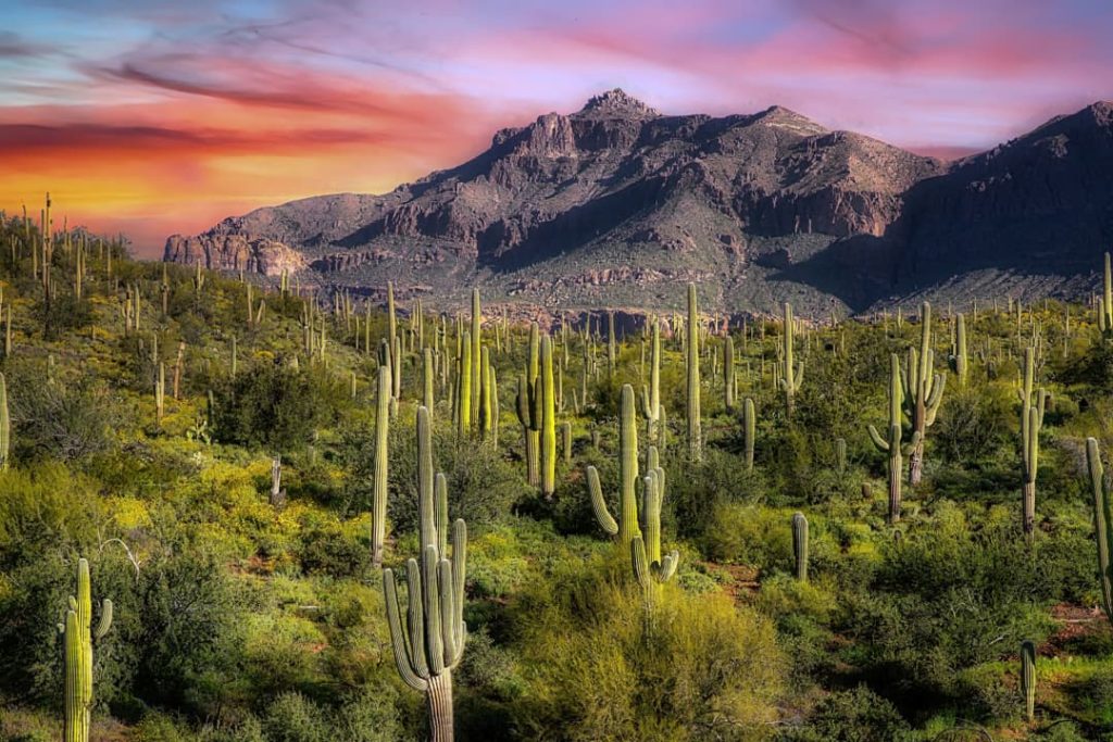 Dicht bos van saguaro cactussen op groene grond met ruige bergen die oplichten in roze avondlicht op de achtergrond