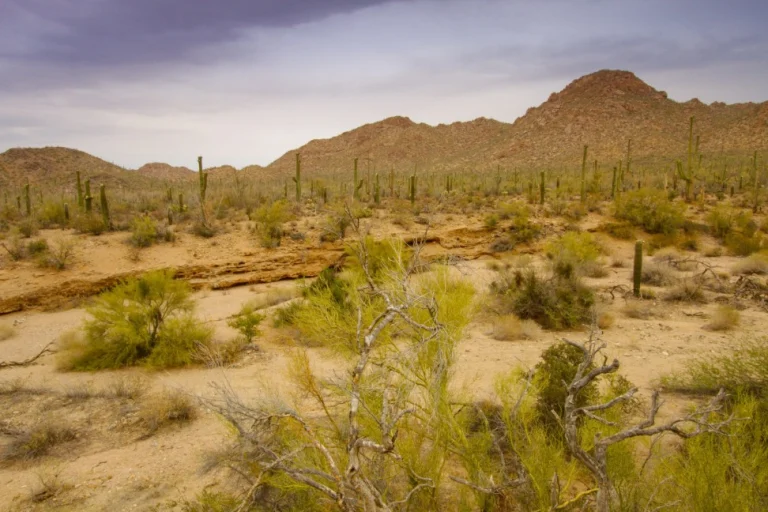 Droog woestijnlandschap met verspreide struiken en cactussen en een heuvelrug in de verte bij Tucson