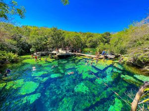 Mensen zwemmen en springen in een cenote met helder groen water, omringd door dicht bos en een houten steiger bij Tulum