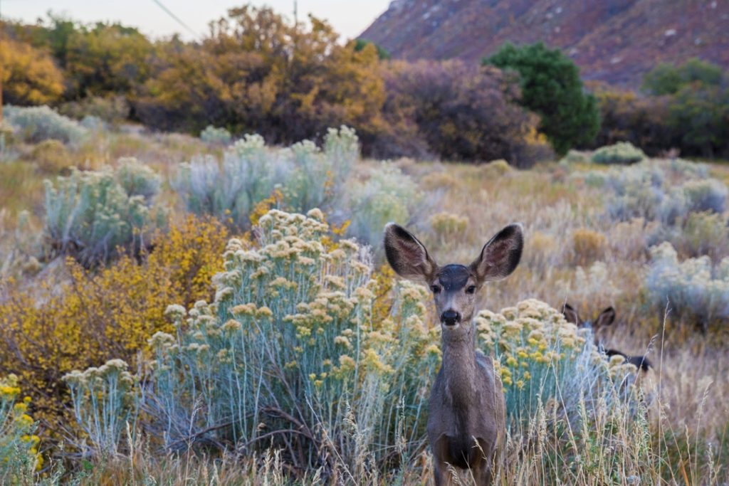 Jong hert met grote oren kijkt op tussen bloeiende struiken en gele herfstbladeren in een berglandschap in Utah