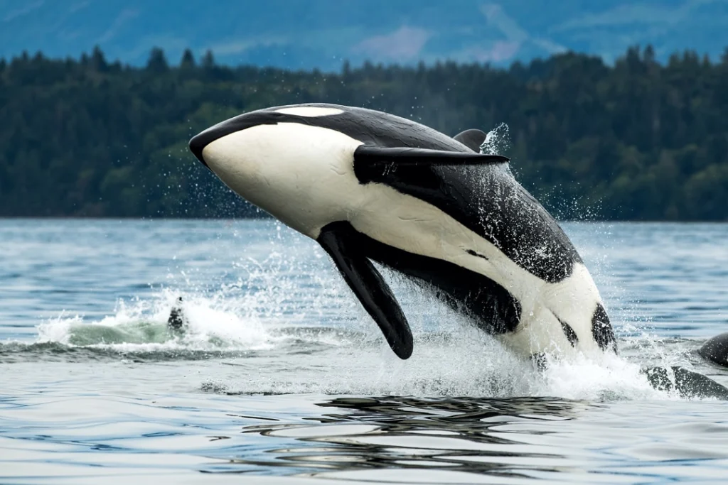 Een orka springt met veel spatwater uit zee voor een bosrijke kustlijn bij Vancouver Island