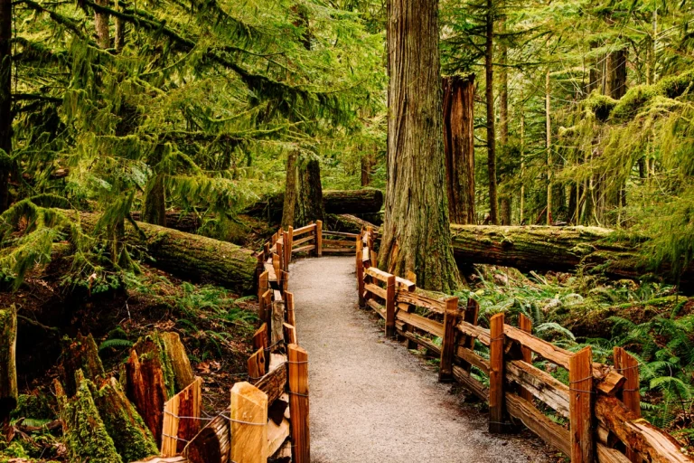 Een houten hekwerk omzoomt een grindpad dat kronkelt tussen enorme boomstammen in een groen bos op Vancouver Island