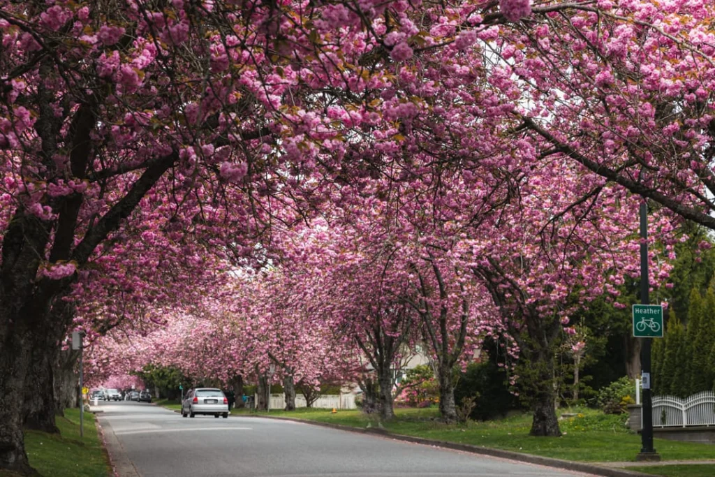 Roze bloeiende kersenbomen vormen een tunnel boven een rustige woonstraat met een geparkeerde auto in Vancouver