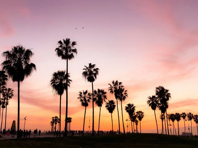 Hoge palmbomen in silhouet tegen een roze en paarse avondlucht met vliegende vogels boven Venice Beach