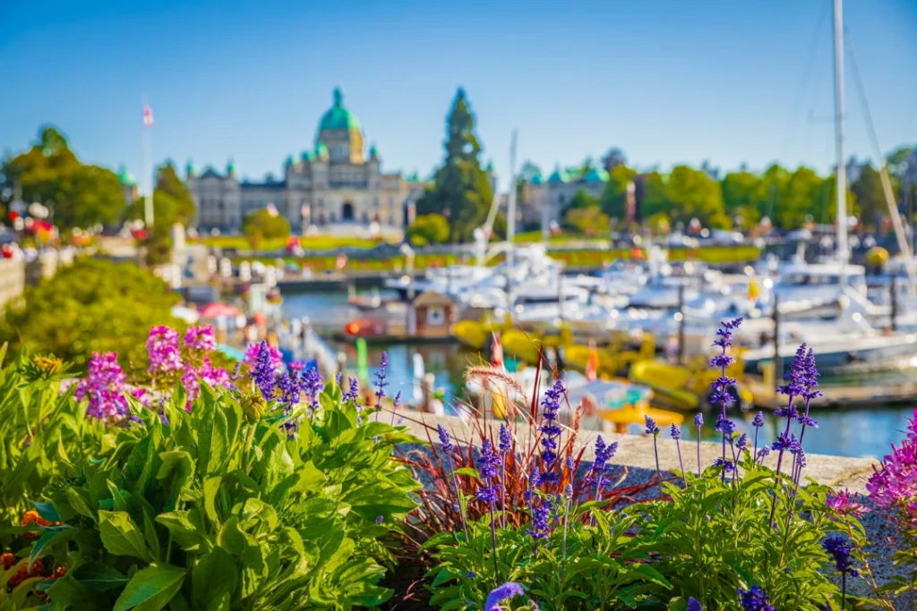 Paarse en roze bloemen op de voorgrond met op de achtergrond de jachthaven en het parlementsgebouw van Victoria op Vancouver Island