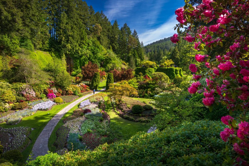 Uitzicht over de verzonken tuin van Butchart Gardens met kronkelende paden, kleurrijke bloemperken en bloeiende struiken op de voorgrond