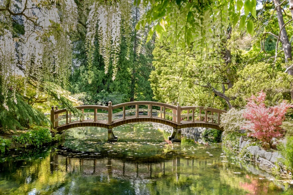 Een gebogen houten brug leidt over een rustige vijver in een weelderige Japanse tuin in Victoria, omringd door groen en bloeiende struiken