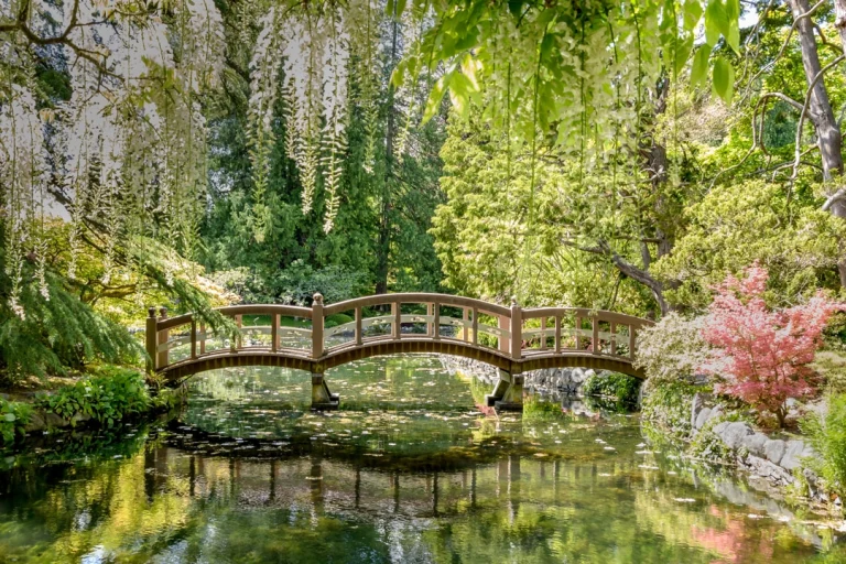 Een gebogen houten brug leidt over een rustige vijver in een weelderige Japanse tuin in Victoria, omringd door groen en bloeiende struiken