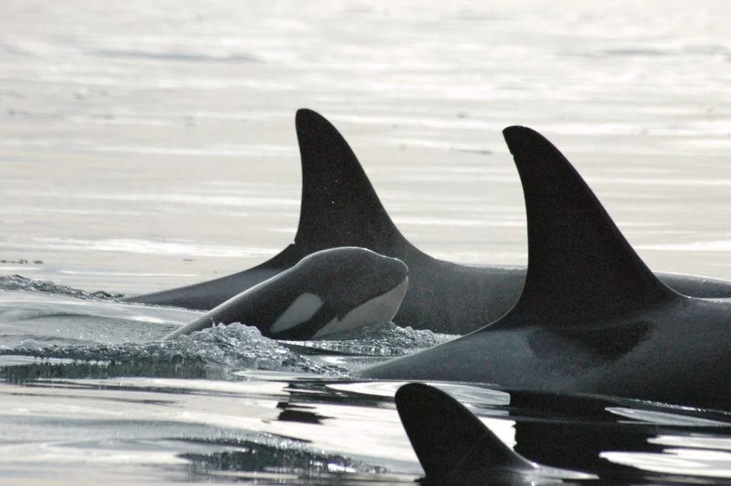 Een groep orka's met opvallende rugvinnen zwemt vlak onder het wateroppervlak nabij Victoria