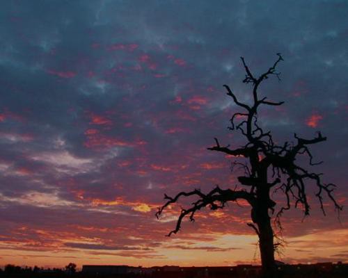 Kale boom met kronkelige takken als silhouet tegen een roze en oranje wolkenlucht bij zonsondergang in Visalia