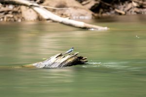 Kleine vogel zittend op een stuk verweerd drijfhout dat boven het rustige, groenig gekleurde water van een rivier uitsteekt