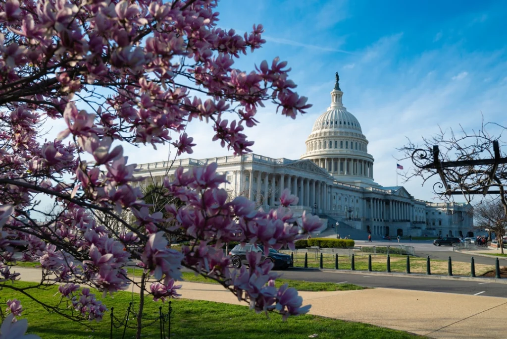 Roze magnoliabloesem hangt op de voorgrond terwijl op de achtergrond het witte Capitoolgebouw in Washington DC oprijst onder een blauwe lucht