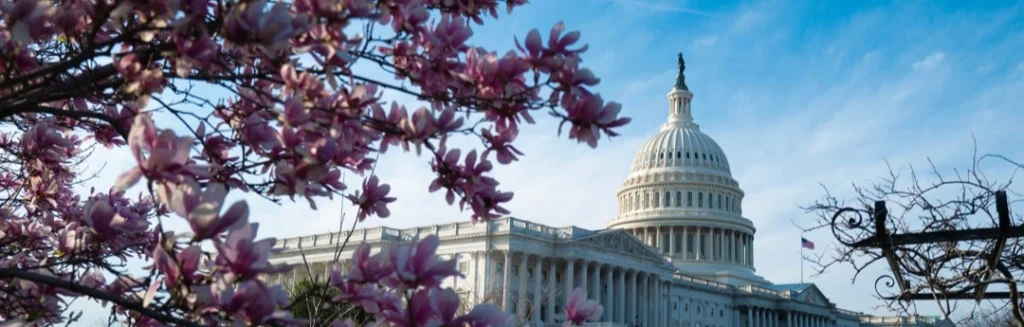 Koepel van het Capitool in Washington DC gezien tussen de roze bloesems van een magnoliaboom onder een blauwe lucht