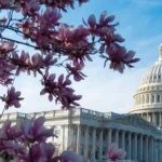 Koepel van het Capitool in Washington DC gezien tussen de roze bloesems van een magnoliaboom onder een blauwe lucht