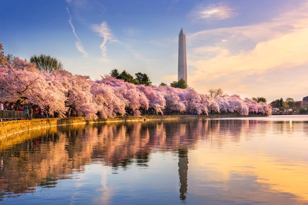 Roze kersenbloesembomen langs een waterbekken met het Washington Monument dat weerspiegelt in het water tijdens een gouden zonsondergang
