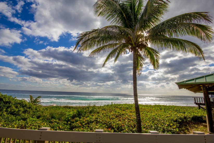 Een hoge palmboom voor een strand met turkooizen golven en een bewolkte lucht bij West Palm Beach