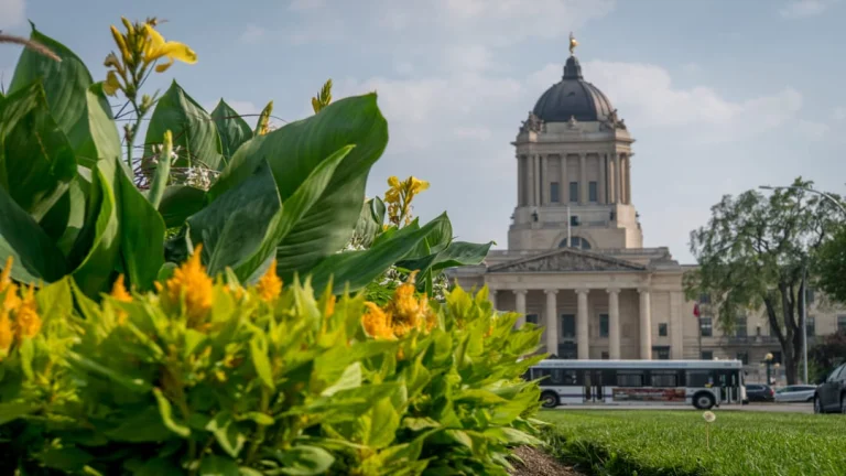Gele en groene bloemen op de voorgrond met het koepelgebouw van de Manitoba Legislative Building en een bus in Winnipeg
